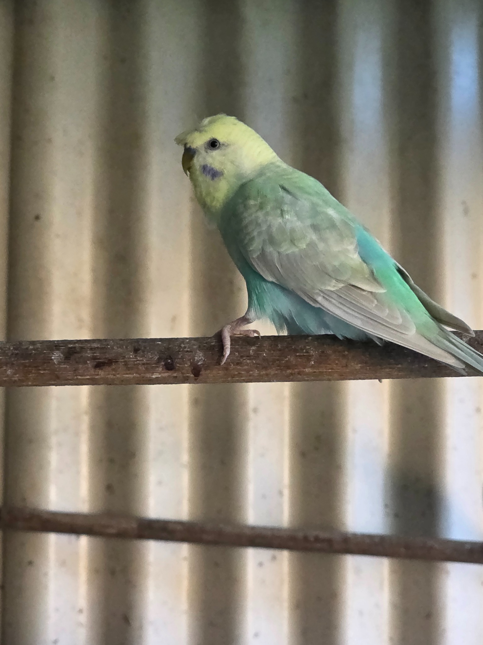 Crested Rainbow Split Blue budgie photo