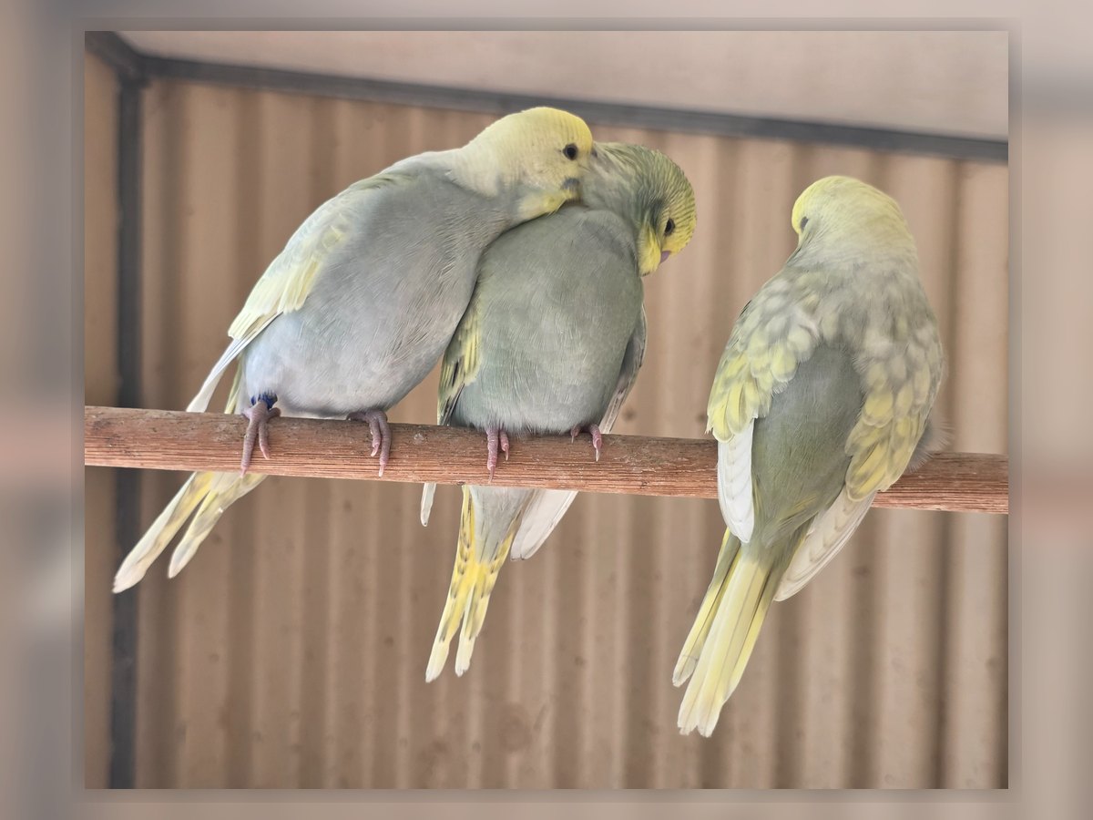 Mauve Rainbow budgie photo