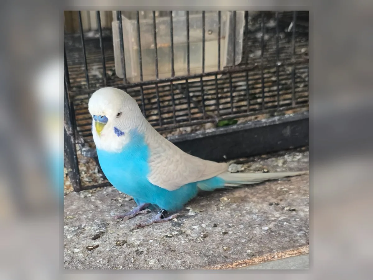 Sky Blue Clearwing budgie photo at Park Ridge Heritage Clearwing Budgies showing blue-series colour and Heritage Clearwing wing clarity