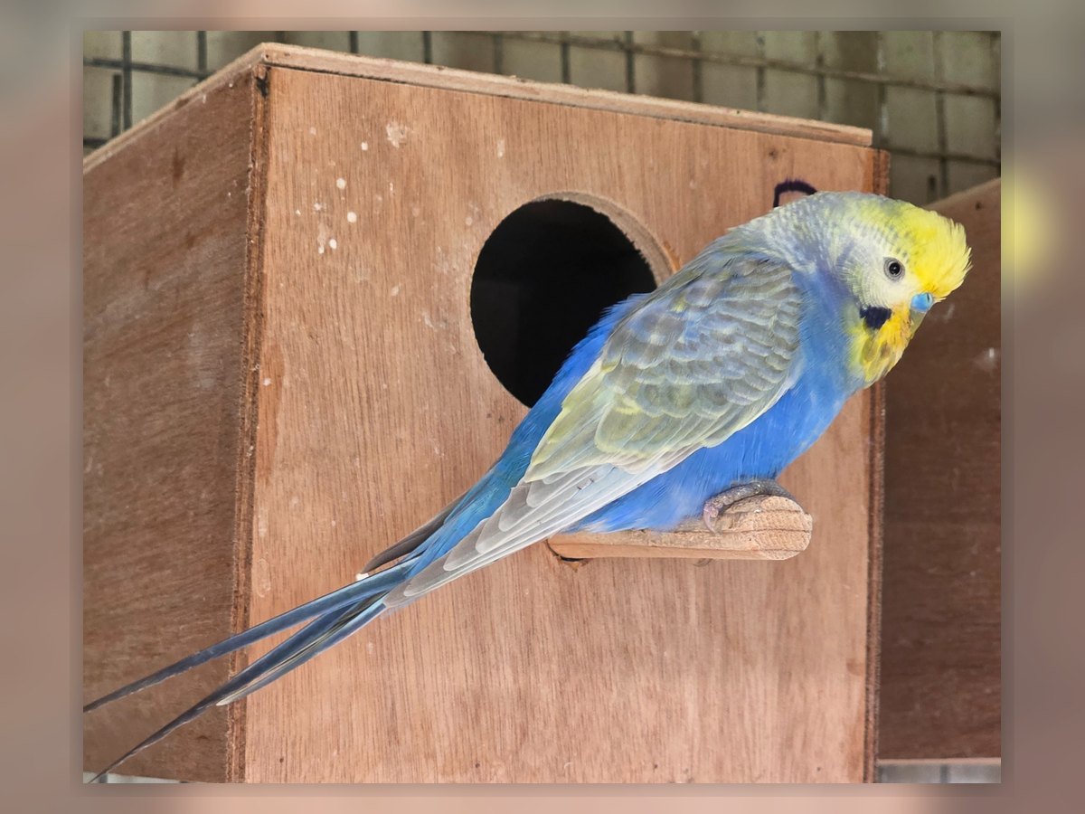 Violet Rainbow budgie photo