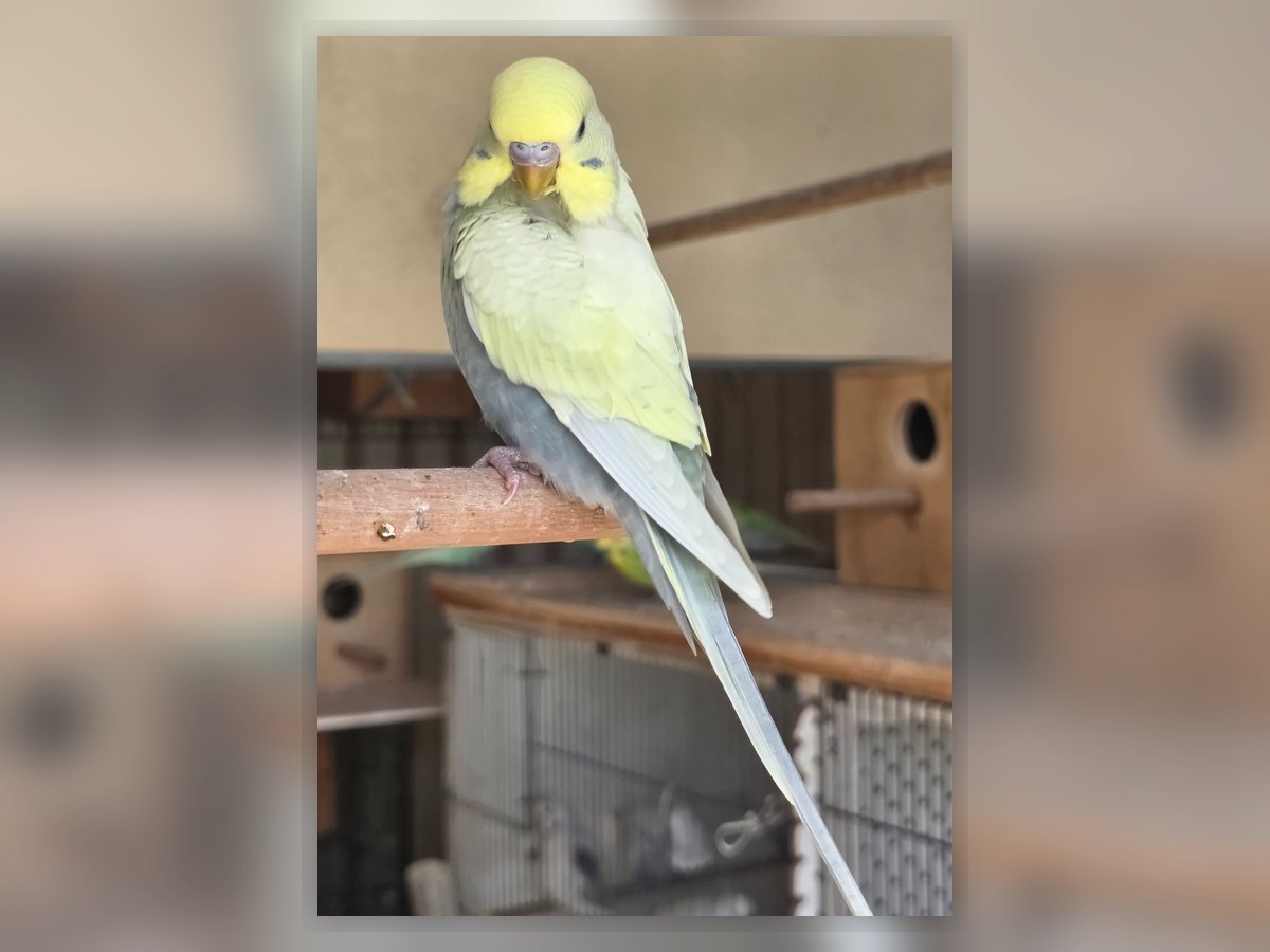 Yellowface Mauve Clearwing budgie photo