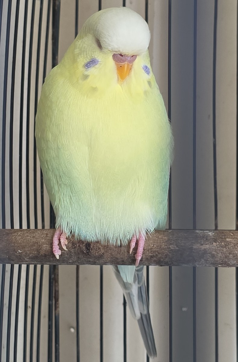 Visual Fallow Seafoam Clearwing budgie photo